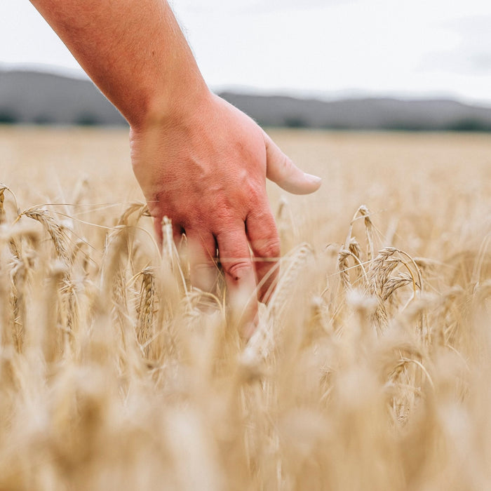 The Countdown Begins: Aberargie Distillery to Release Its First Single Malt in March 2026